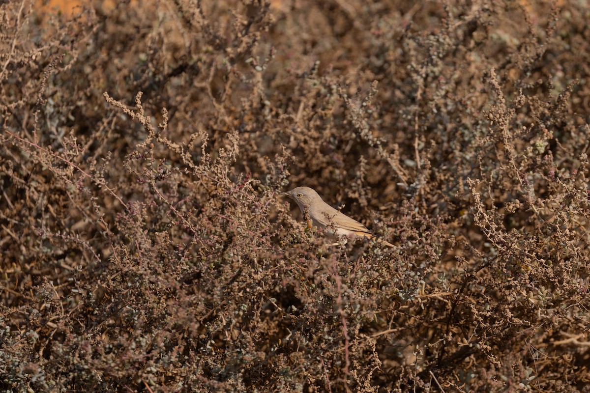 Txinbo nanoa - ML646842576