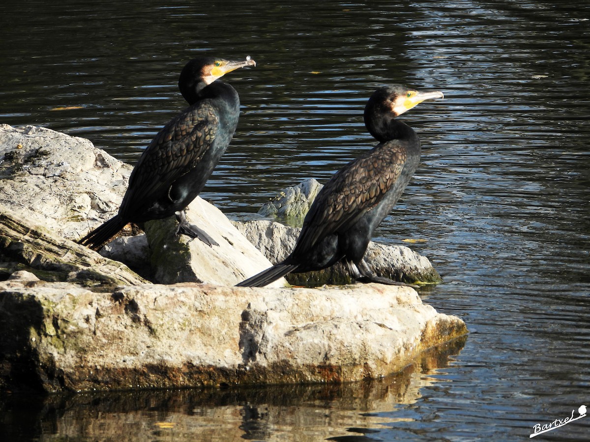 Great Cormorant - ML646842580