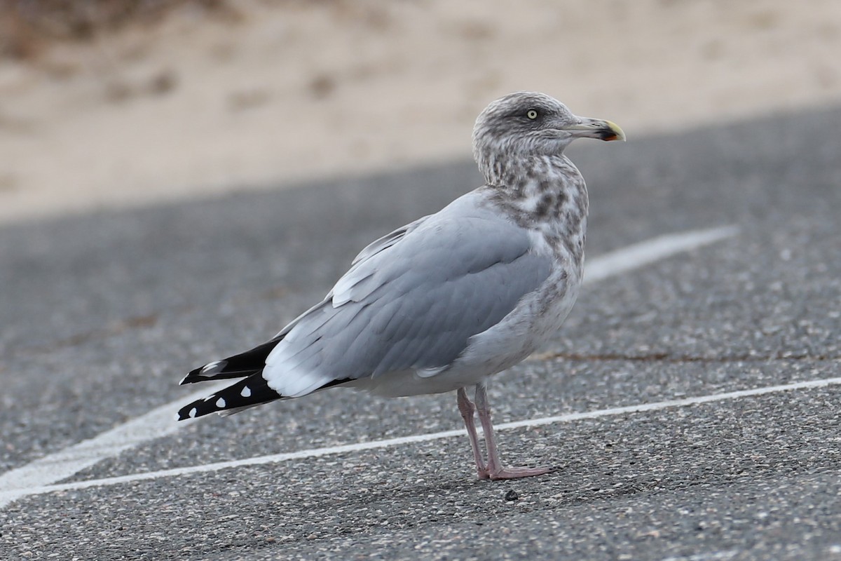 Kaio hauskara amerikarra - ML646842581