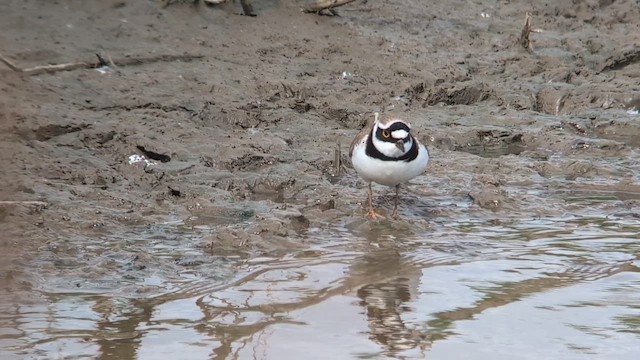 Little Ringed Plover (curonicus) - ML646842582