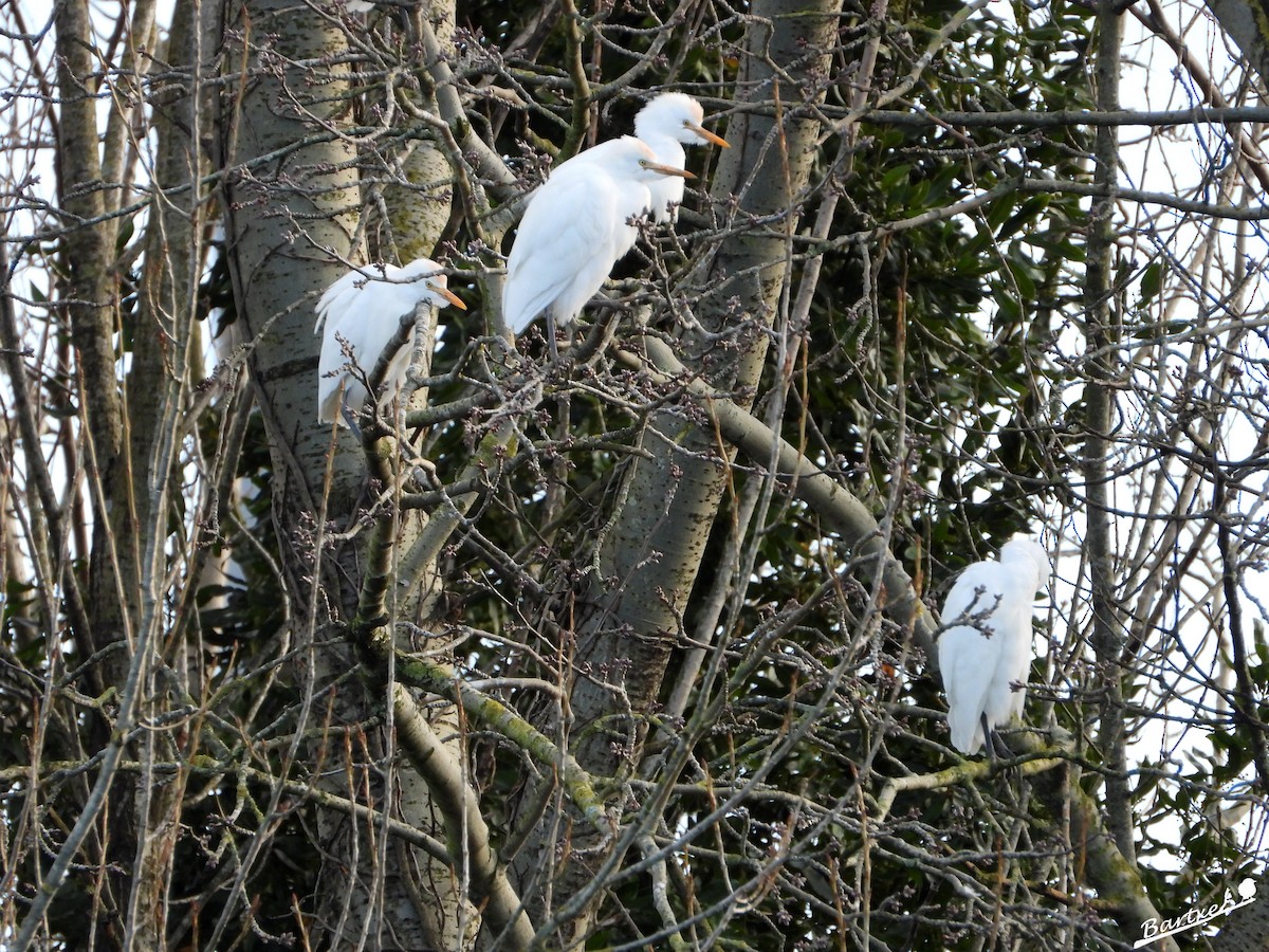 Western Cattle-Egret - ML646842584