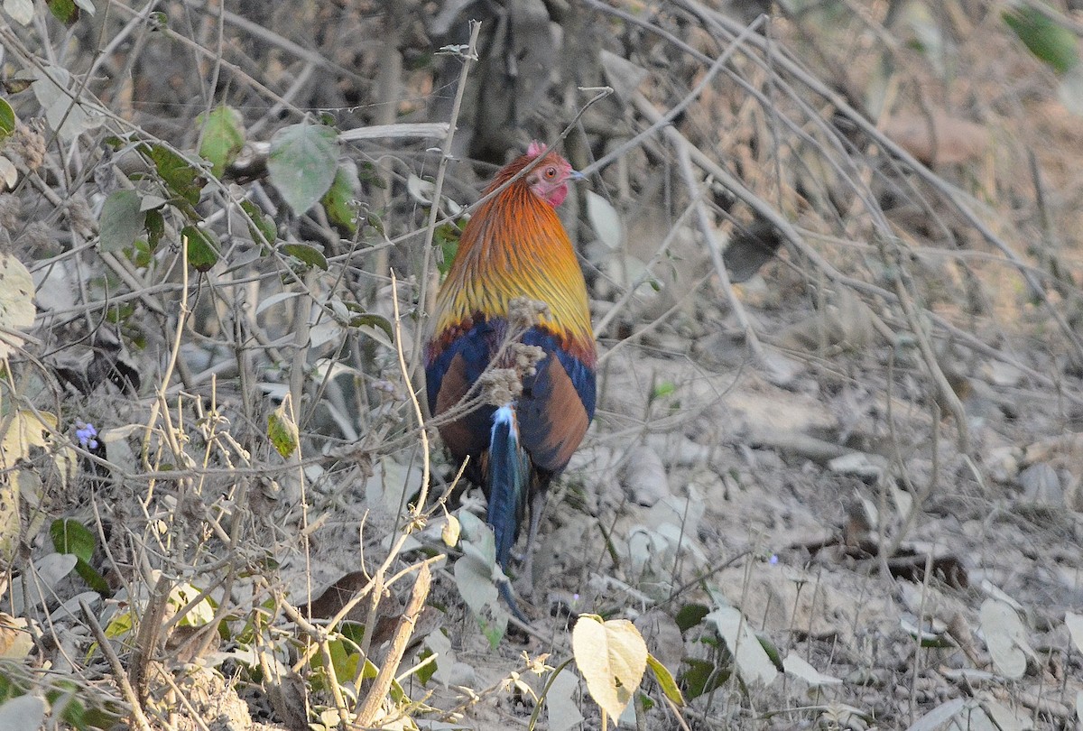 Yaban Tavuğu - ML646842586