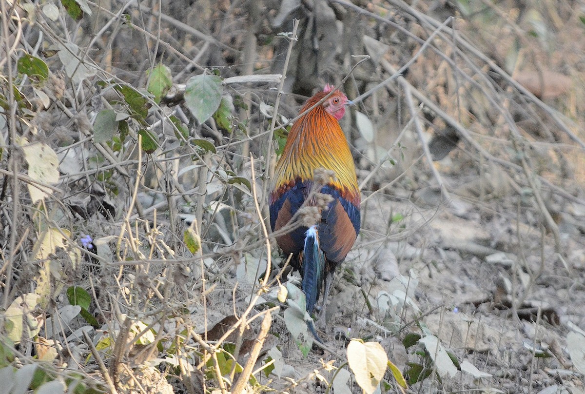 Yaban Tavuğu - ML646842587