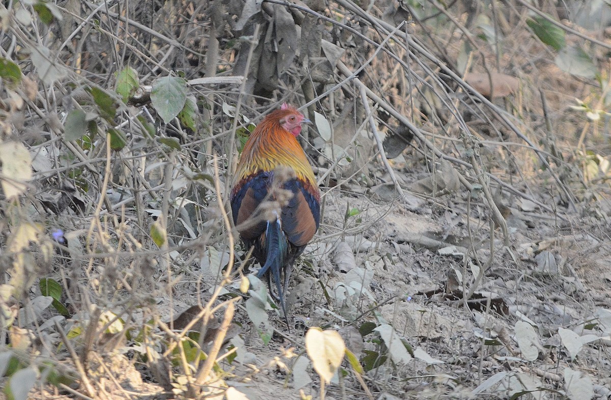 Yaban Tavuğu - ML646842591