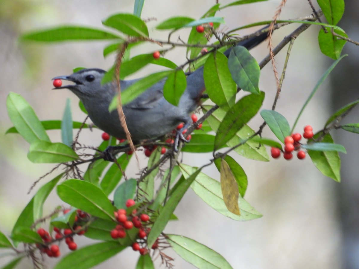 Gri Kedikuşu - ML646842593