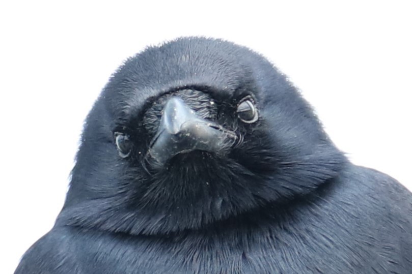 Fish Crow - ML646842594