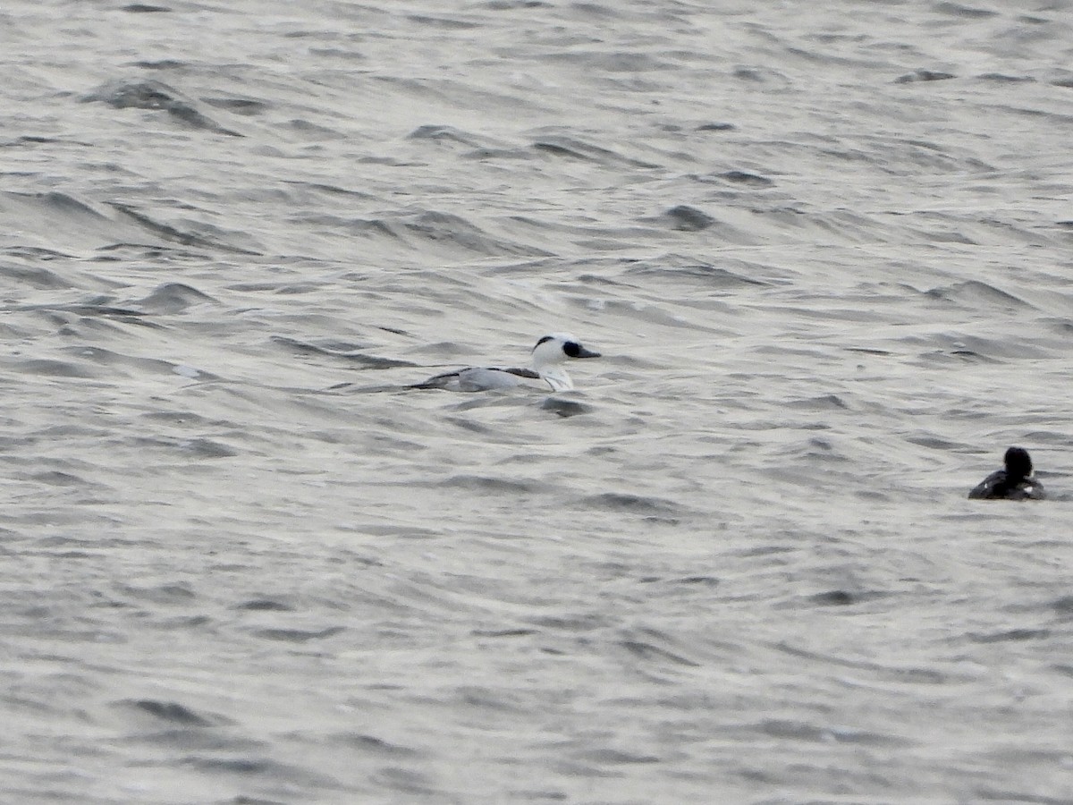 Луток - ML646842596