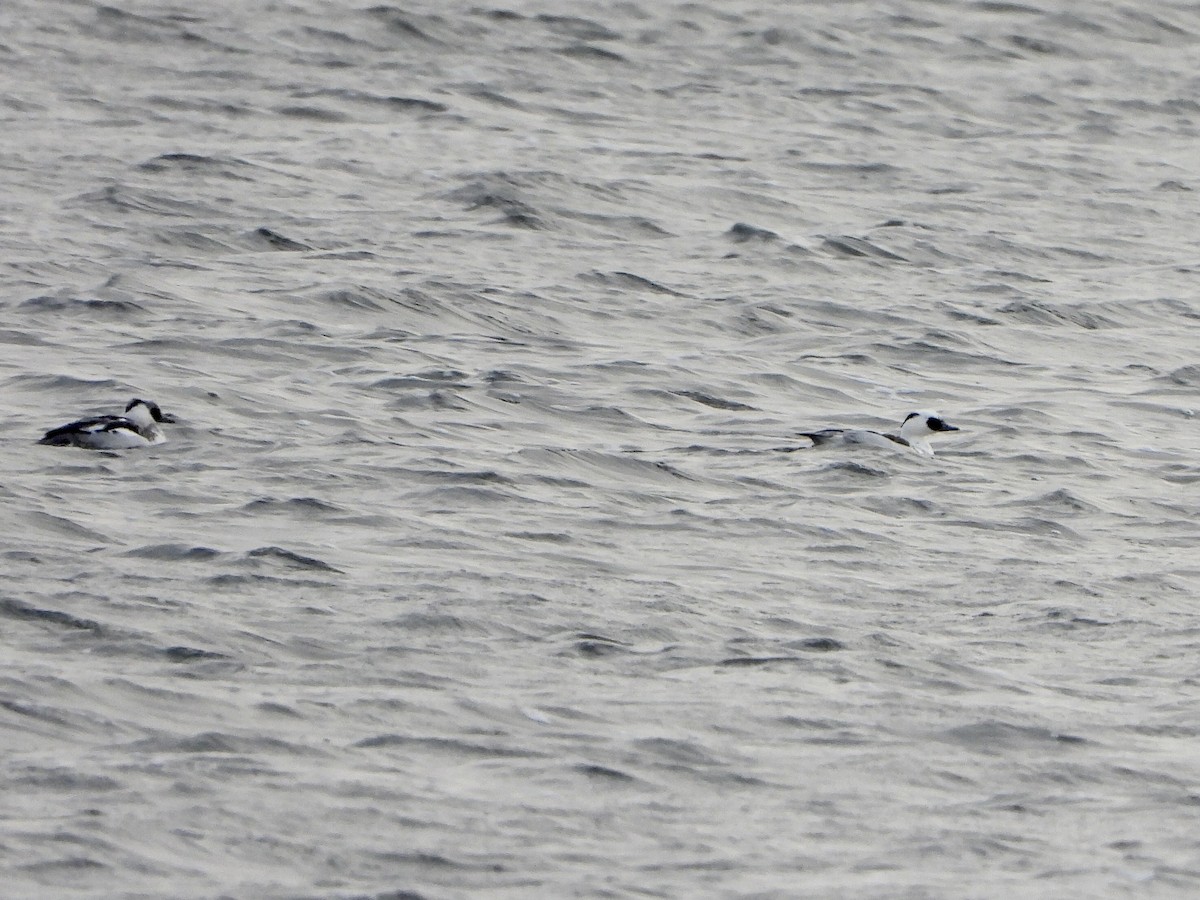 Луток - ML646842597