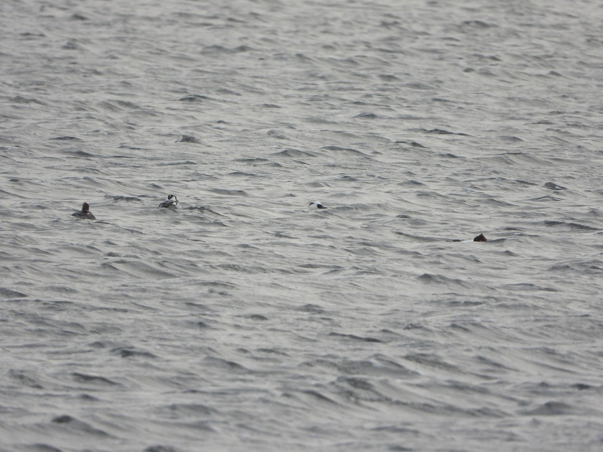 Луток - ML646842598