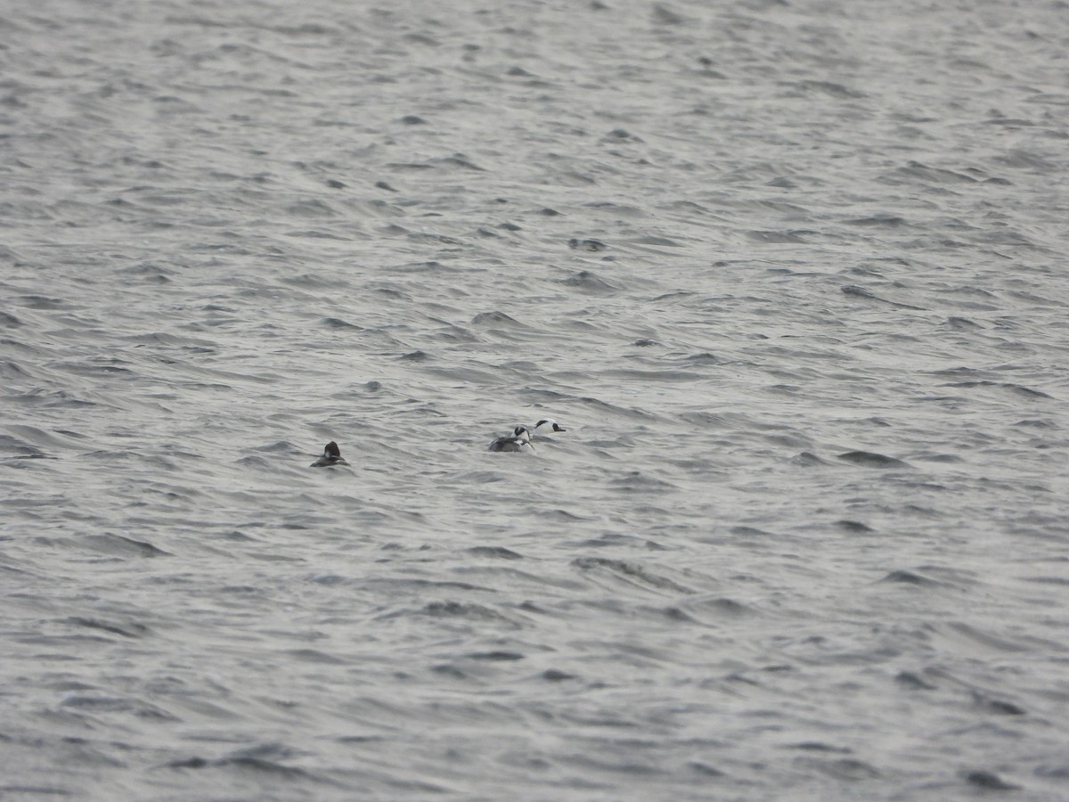 Луток - ML646842599