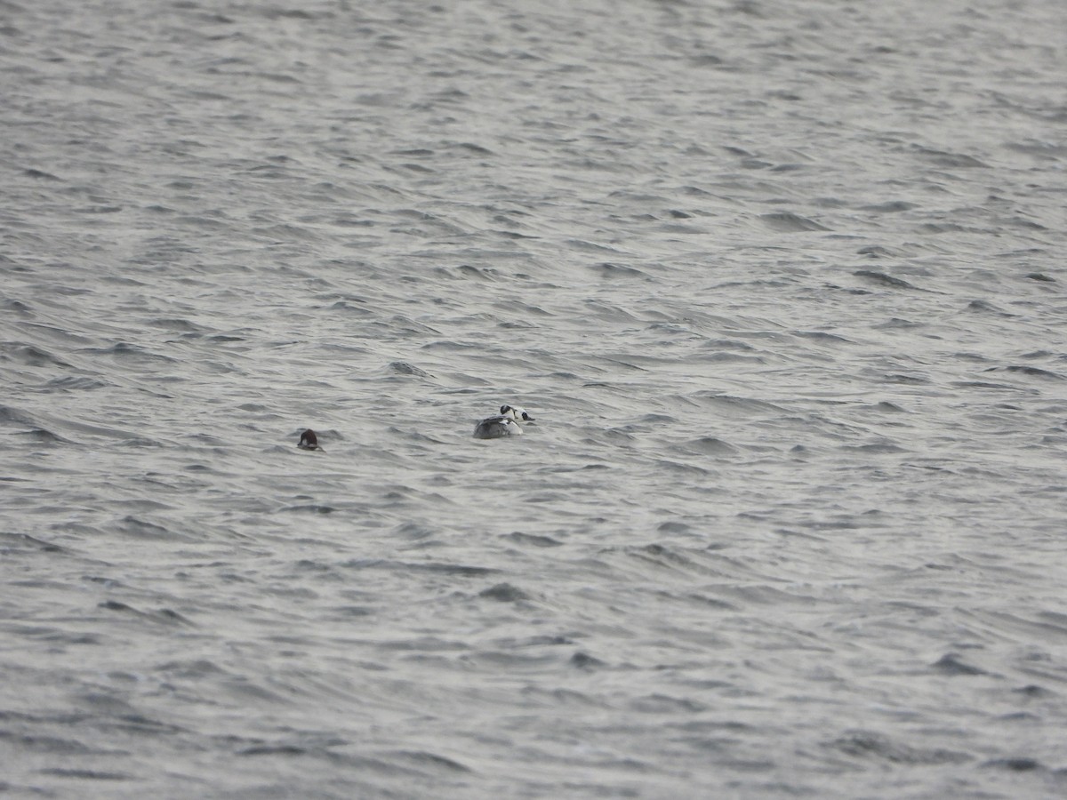 Луток - ML646842600