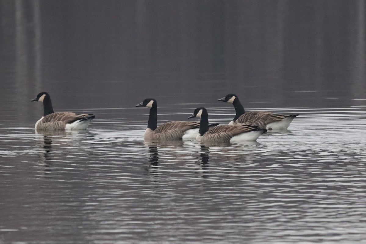 Barnacla Canadiense Grande - ML646842601