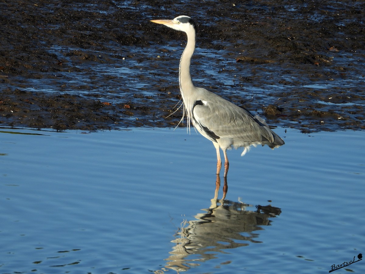 蒼鷺 - ML646842603