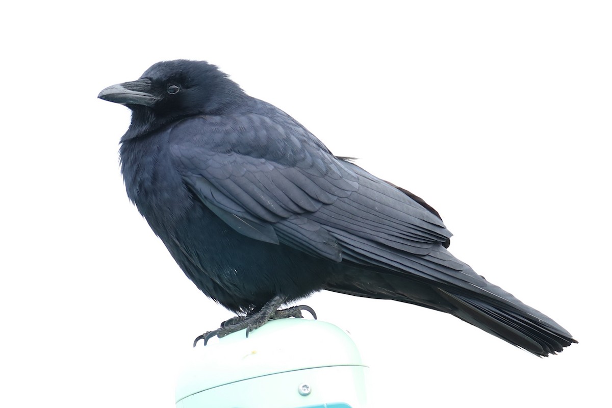 ウオガラス - ML646842605