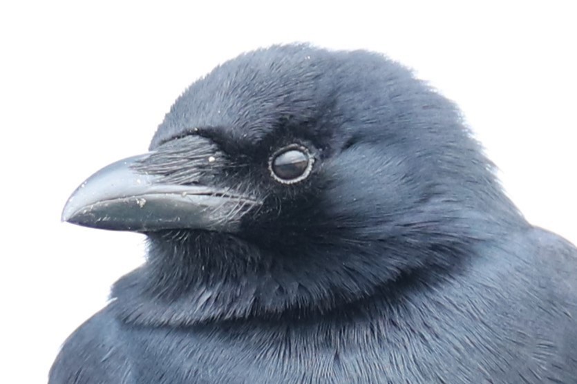 ウオガラス - ML646842606