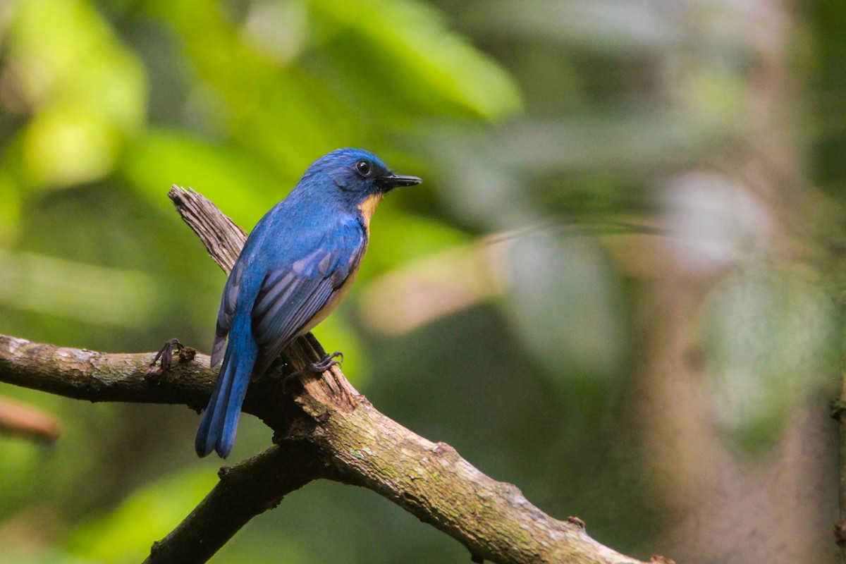 Tickellblauschnäpper - ML646842607