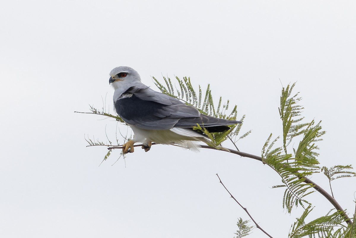 Nibbio bianco (caeruleus) - ML646842608