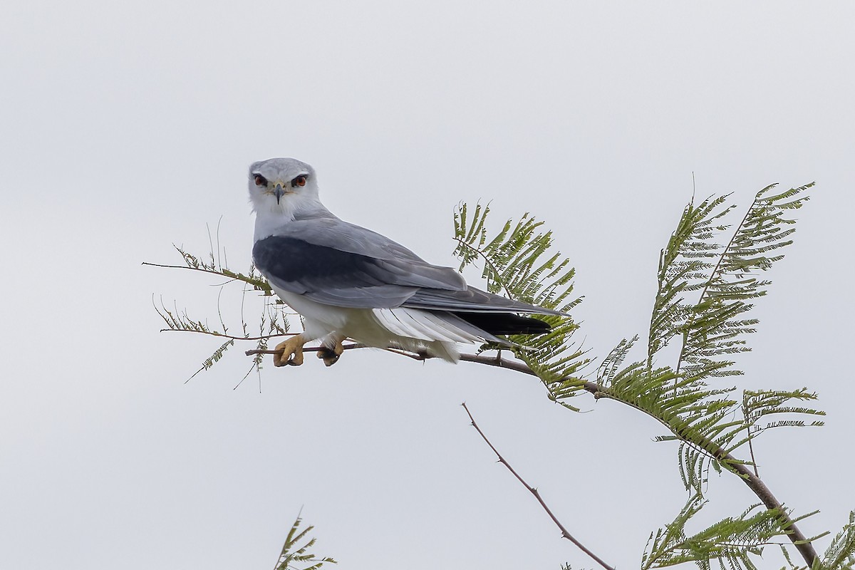 Nibbio bianco (caeruleus) - ML646842609