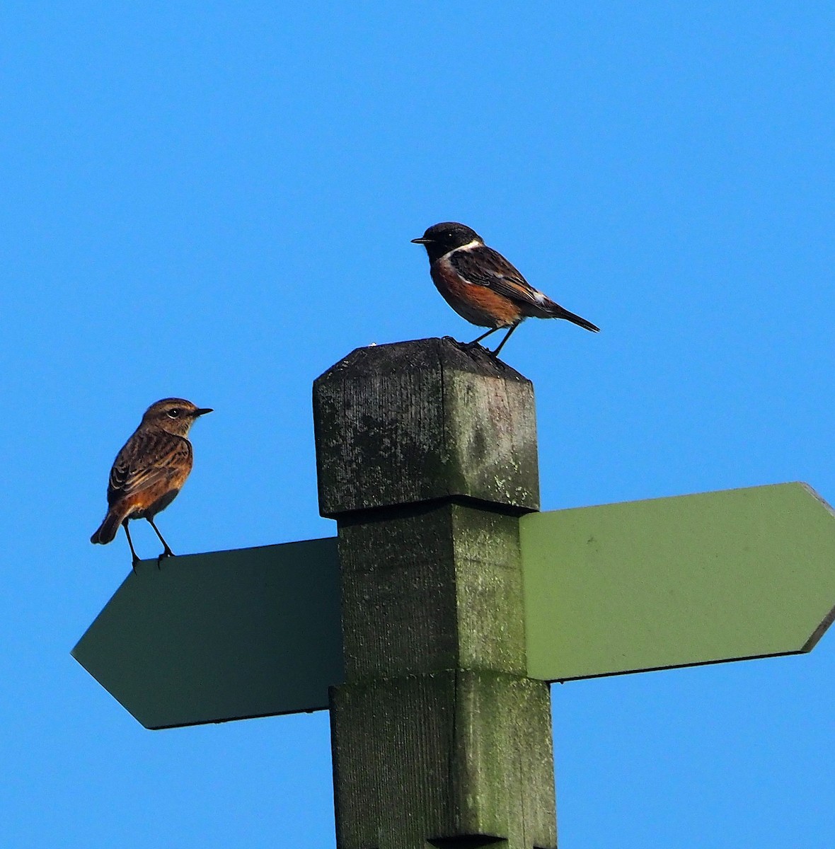 European Stonechat - ML646842610
