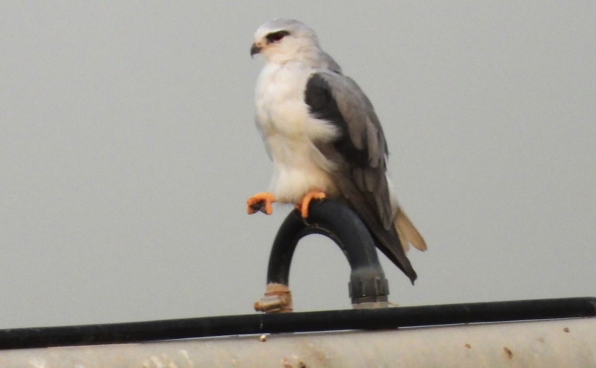 Elanio Común - ML646842611