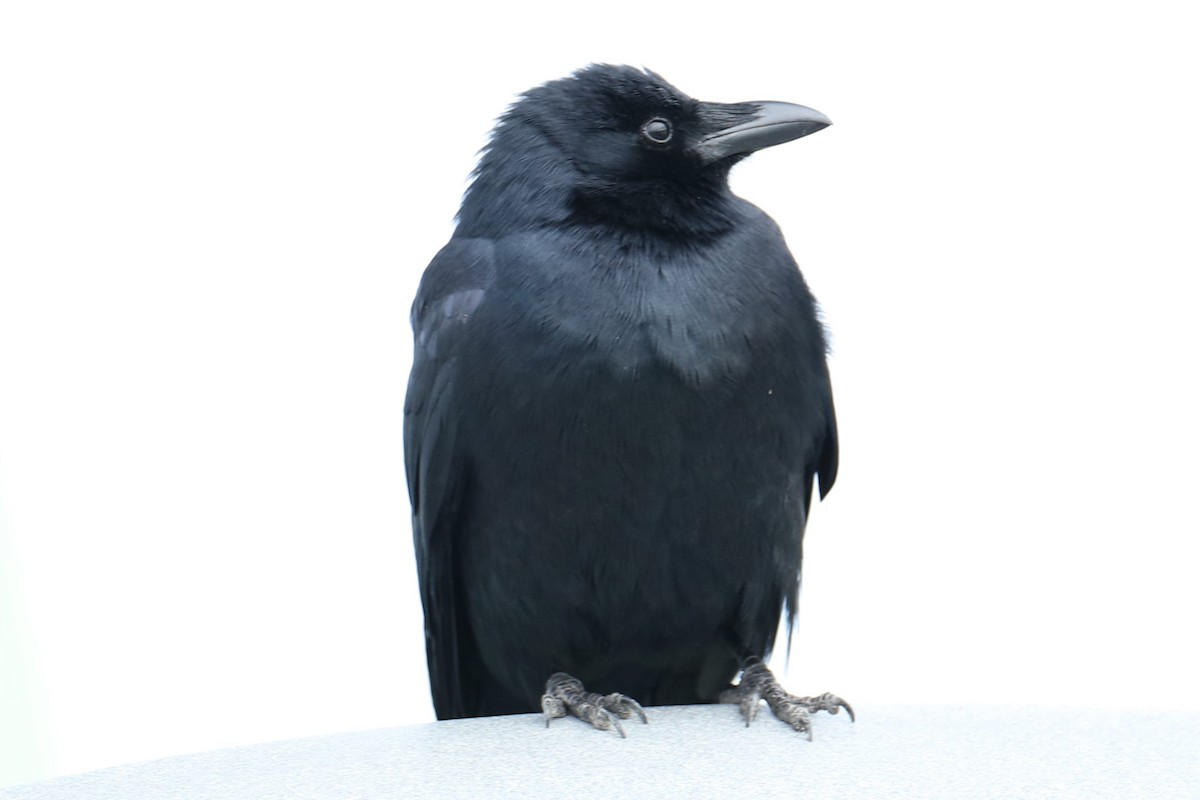 ウオガラス - ML646842613