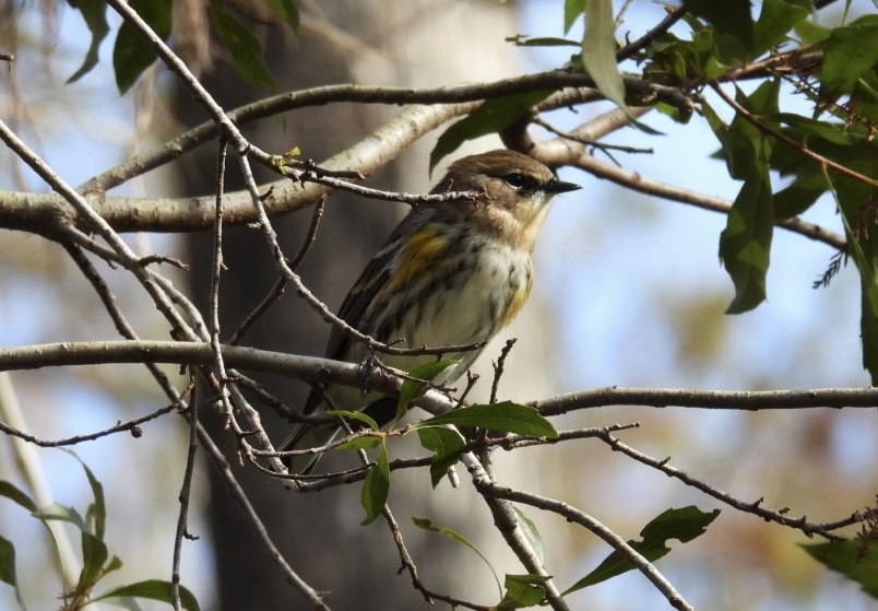 Пісняр-лісовик жовтогузий - ML646842615