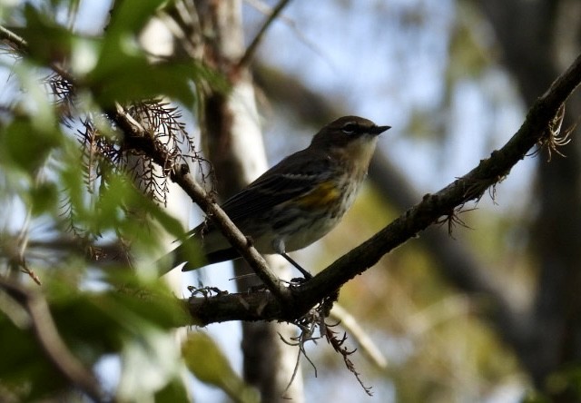 Пісняр-лісовик жовтогузий - ML646842616