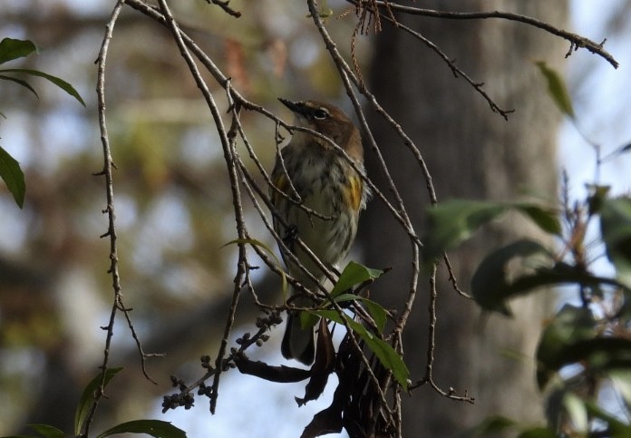 Пісняр-лісовик жовтогузий - ML646842617