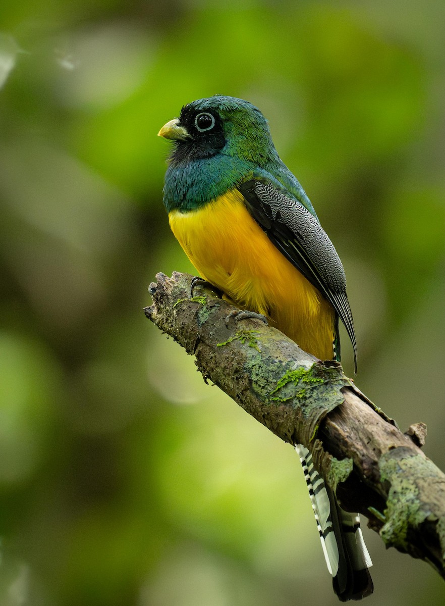 Graceful Black-throated Trogon - ML646842618