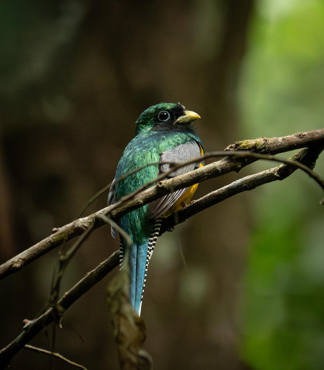 Graceful Black-throated Trogon - ML646842619