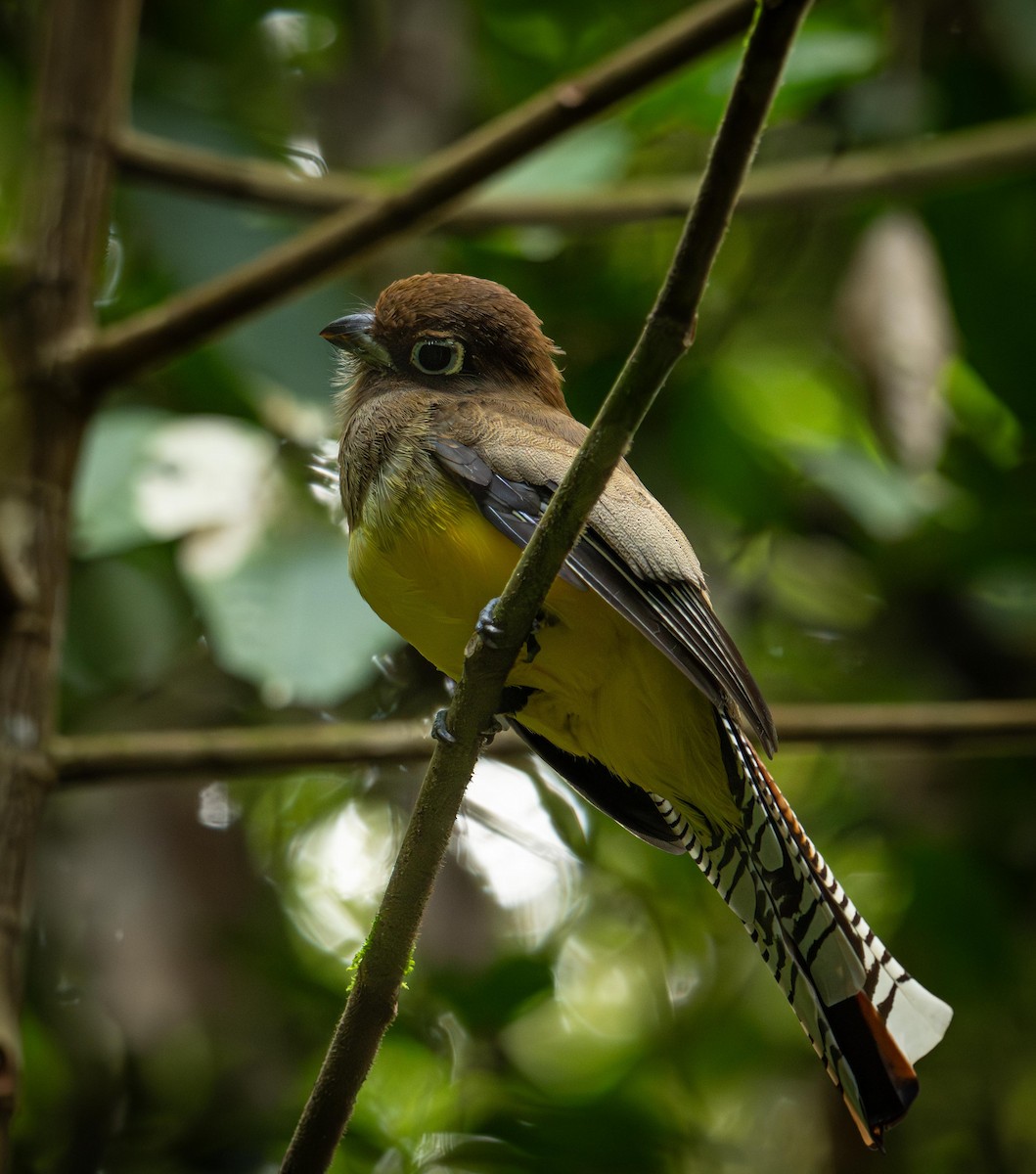 Graceful Black-throated Trogon - ML646842620