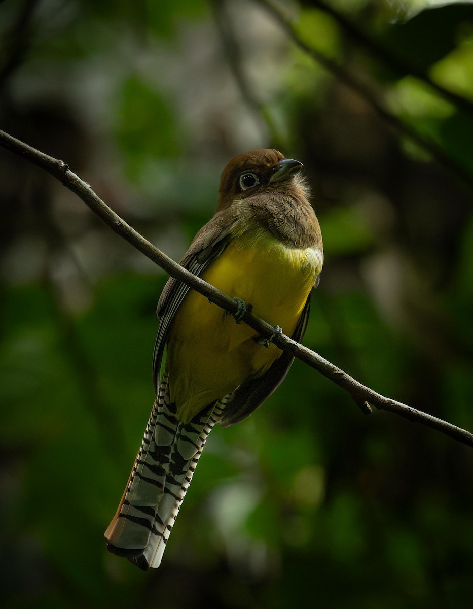Graceful Black-throated Trogon - ML646842621