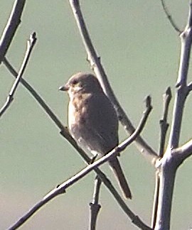 Isabelline Shrike - ML646842622