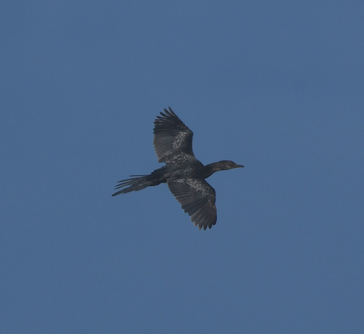 Reed Cormorant - ML646842623