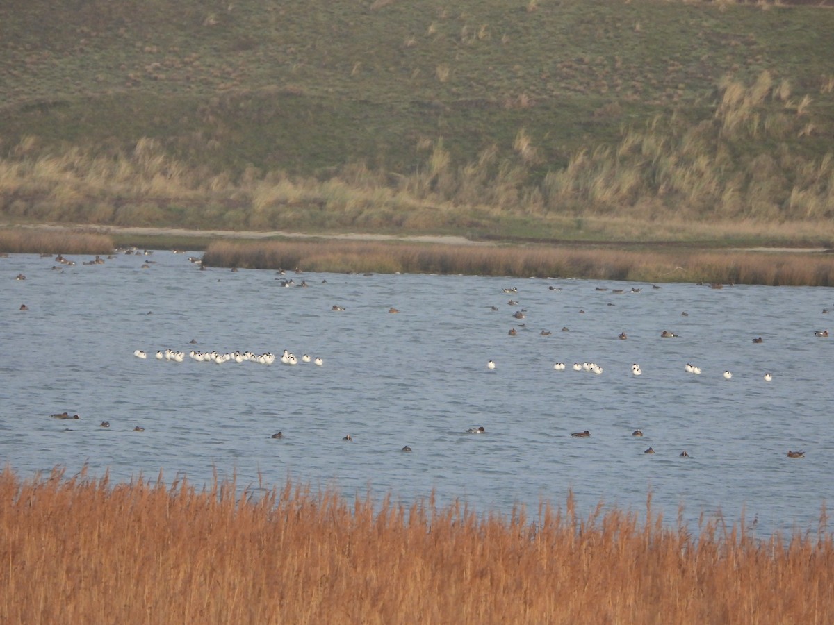 Шилоклювка - ML646842624