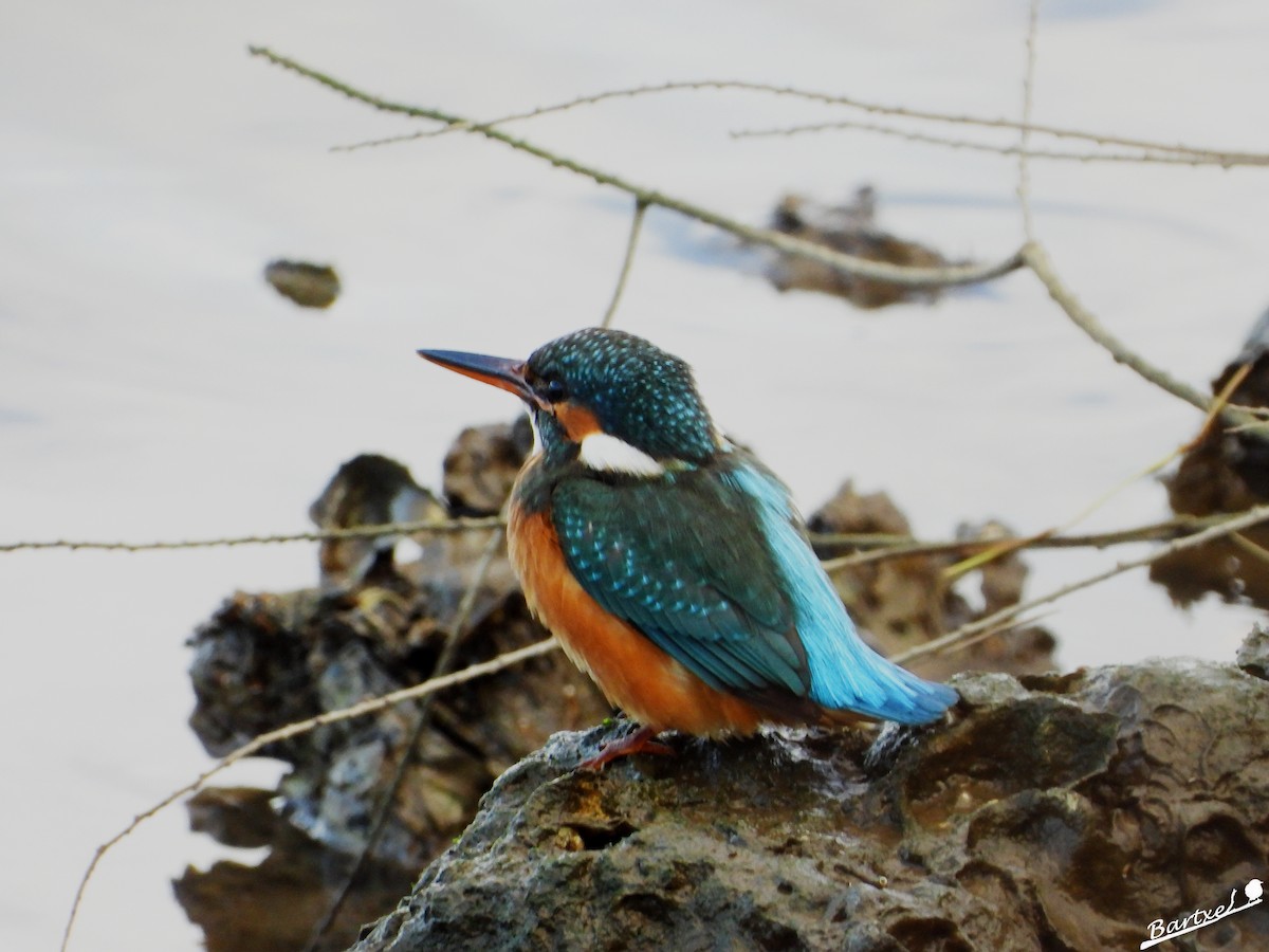 翠鳥 - ML646842625