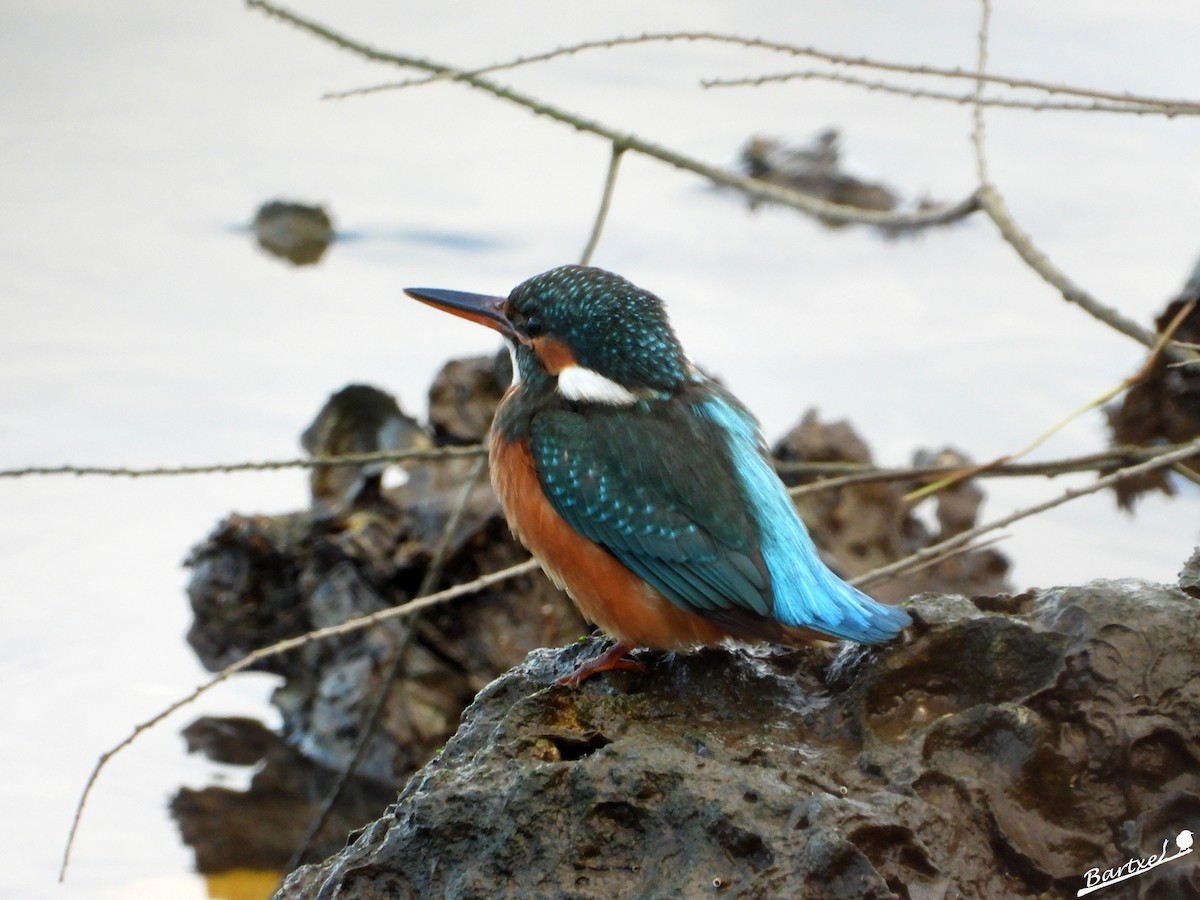 翠鳥 - ML646842626