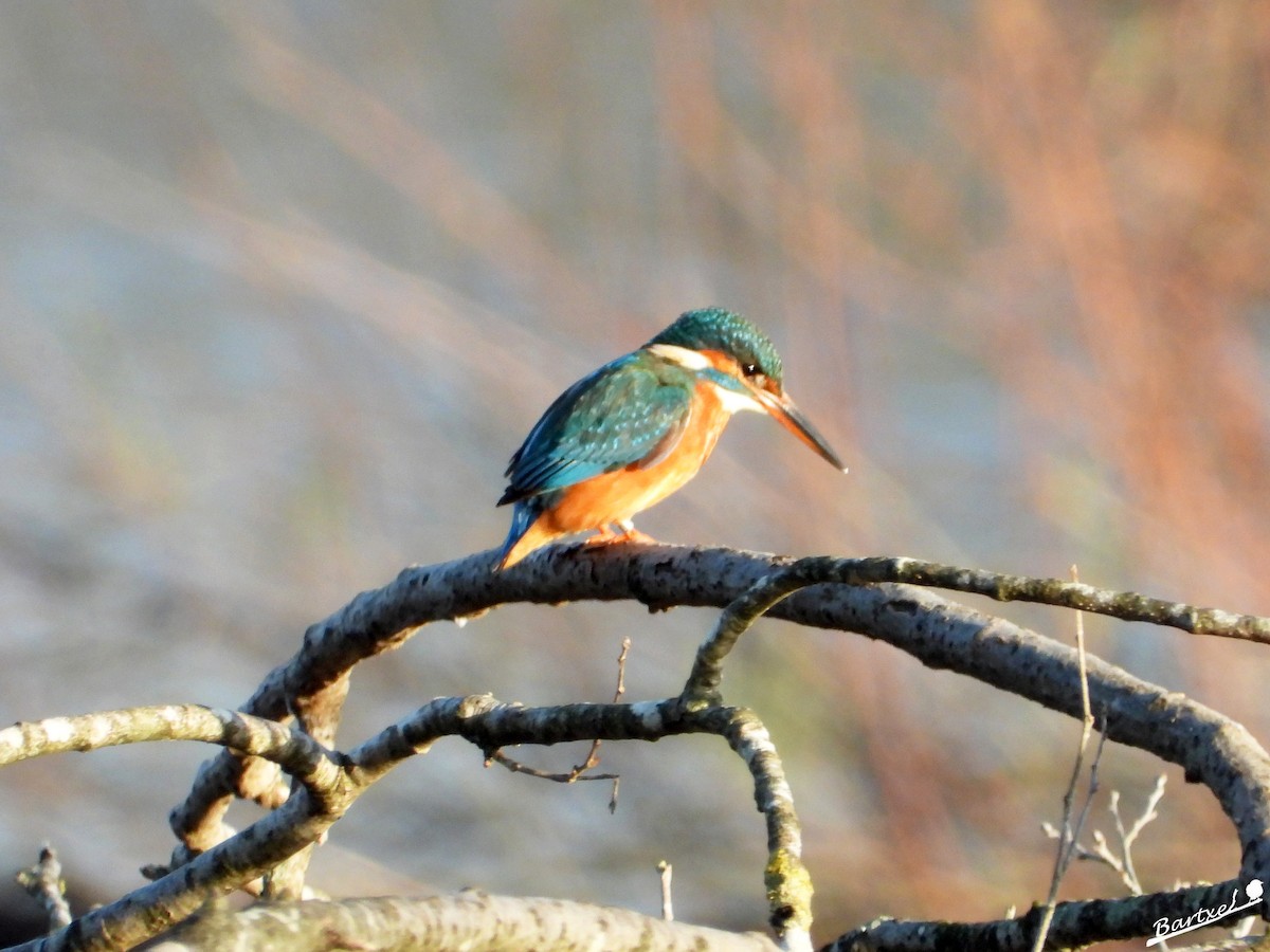 翠鳥 - ML646842627