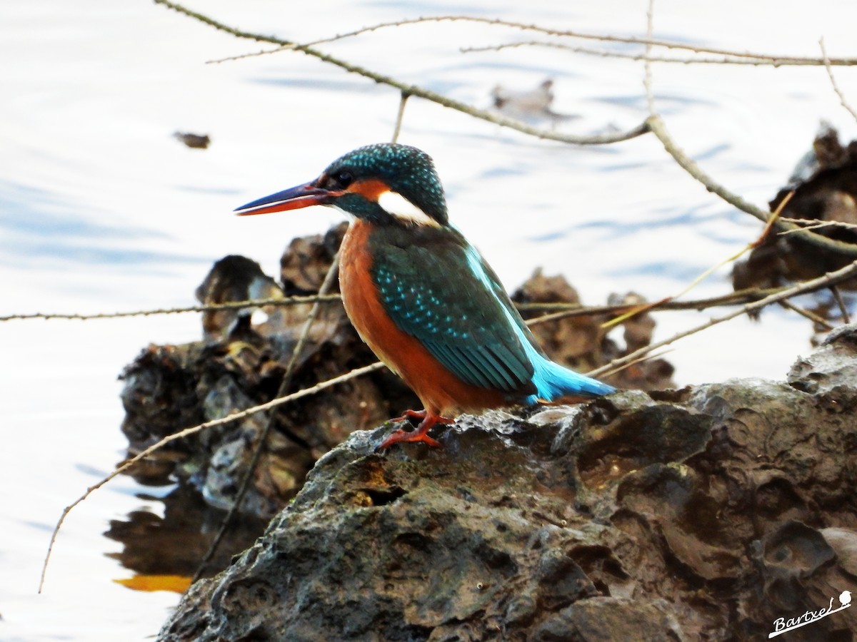 翠鳥 - ML646842628