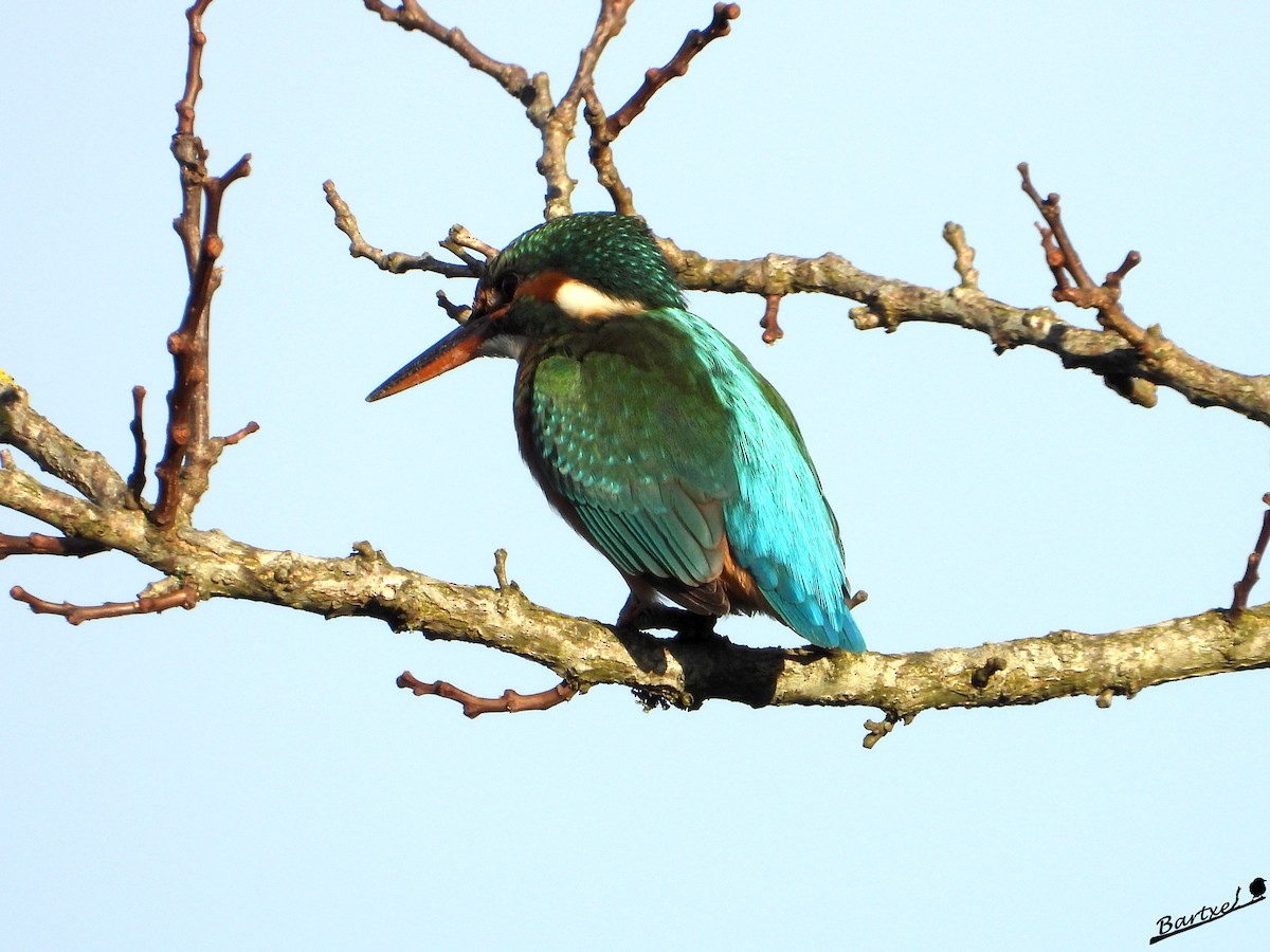 翠鳥 - ML646842629