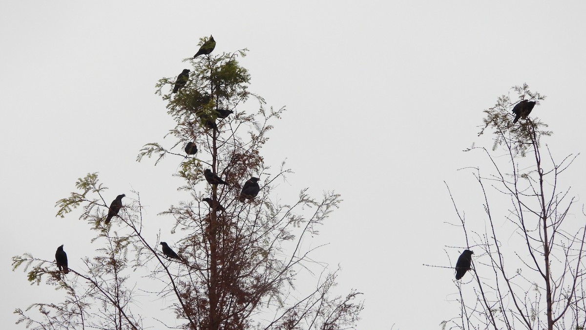 Тольт хар тодол - ML646842630