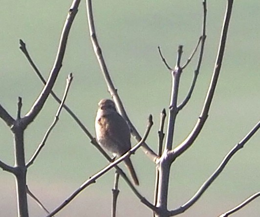 Isabelline Shrike - ML646842631