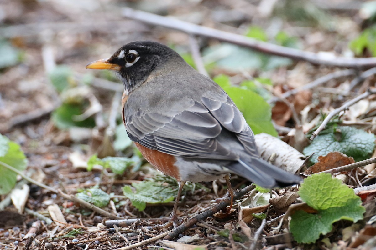 Zozo papargorria - ML646842632