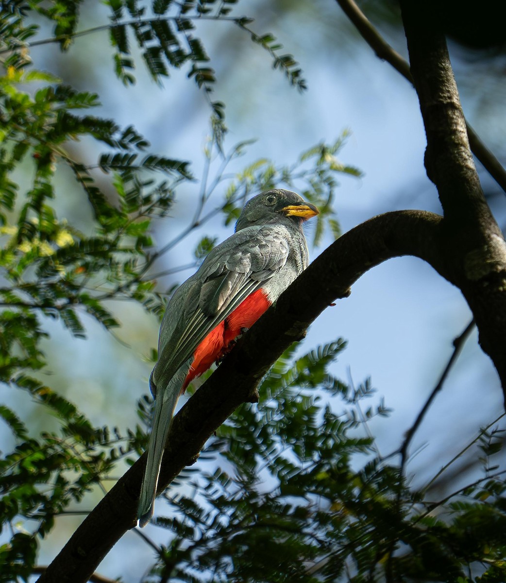 Black-tailed Trogon - ML646842634