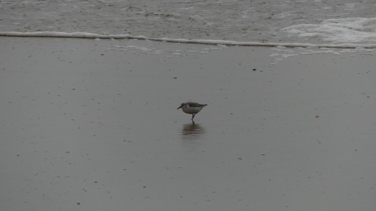 Sanderling - ML646842635