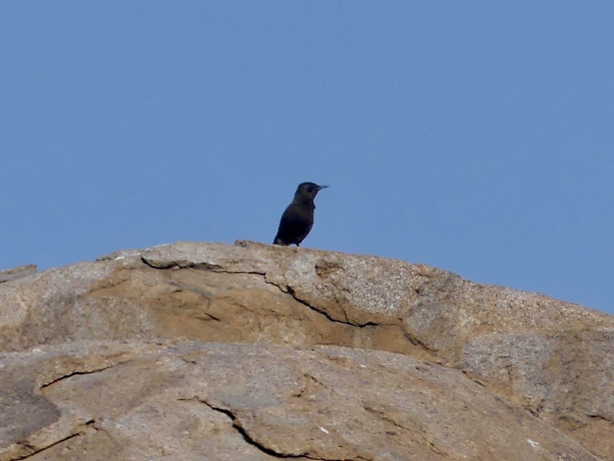 Mountain Chat - ML646842637