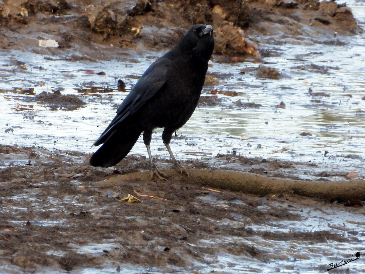 小嘴烏鴉 - ML646842638