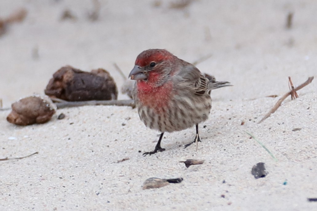 Burugorri arrunta - ML646842643