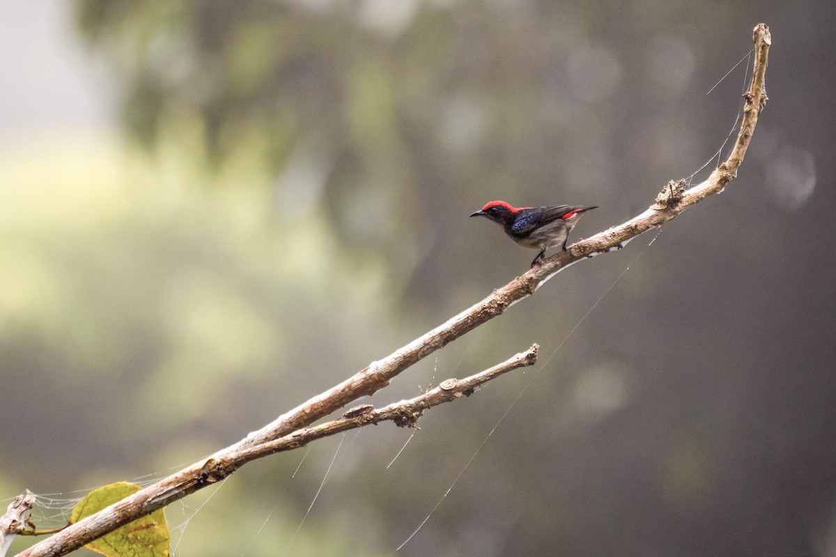 rødryggblomsterfugl - ML646842645