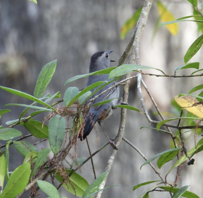 Gri Kedikuşu - ML646842646